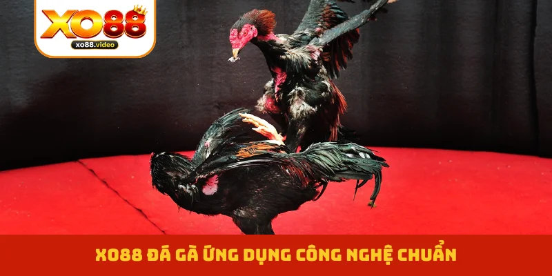 XO88 đá gà ứng dụng công nghệ chuẩn